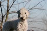 BEDLINGTON TERRIER 098